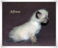 /album/alfonso/alfonso-5-hetes-002-jpg/